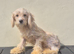 Beautiful boy cockapoo puppy