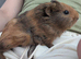 Male guinea pig - 4 weeks old,