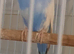 Male budgie