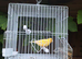 Male canary and cage