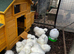 SILKIE HENS - POINT OF LAY