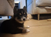 Beautiful Pomsky Puppie 1 Girl Available