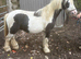 Future star! Coloured 11.2hh minicob Poppet