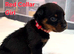 Last 2 Pups