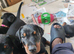 Lovely Euro Doberman pups