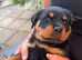 Gorgeous litter of pups to good homes