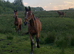 3 unbroken TB mares for sale