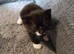 One Cats fore sell