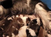 5 cocker spaniel puppies