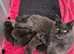Maine coon pedigree kittens