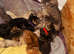 Kittens for sale £80