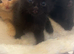 Kittens for sale