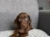 Miniature Dachshund