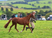 Chestnut gelding