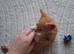 Boy kitten