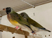 Female Gouildian finches available young young