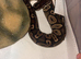 Baby royal python