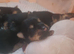 Pure bread Yorkie pups