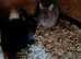 Netherland dwarf rabbits