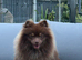 Stunning male Pomeranian