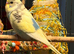 budgies available 9 weeks old