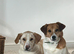 LALA – A GENTLE, SENSITIVE SOUL SEEKING A QUIET, ADULT-ONLY HOME