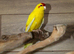 Yellow and Green Kakariki,16