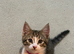 Main coon x mixed breed