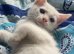 Last kitten of litter
