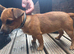 Short legged border russell