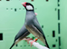 Java finch
