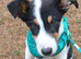 A loving border Collie
