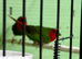 Finches