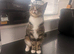 Lovely female kitten 9 months old