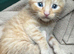 BEAUTIFUL KITTENS TO RESERVE