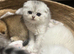 Scottish fold/straights Ready sept 13th