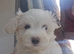 Adorable Puppies Available – 4 Boys & 1 Girl