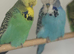Selection of young & adult exhibition budgies