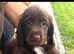 Cocker spaniel puppies