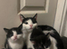 Black and white kittens