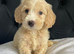 F1 cockapoo puppies