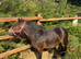 Beautiful standard mare