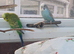 Pair of young cocks