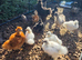 Silkie Chicks