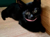 British Short Hair Kittens