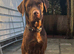 Beautiful Goldador Puppies