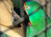 Swift parrot cock s