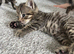 5 Kittens left