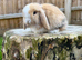 Mini lop Harlequin doe