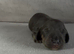 Gorgeous Miniature Dachshunds